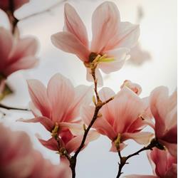fruehling