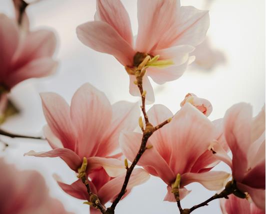 fruehling