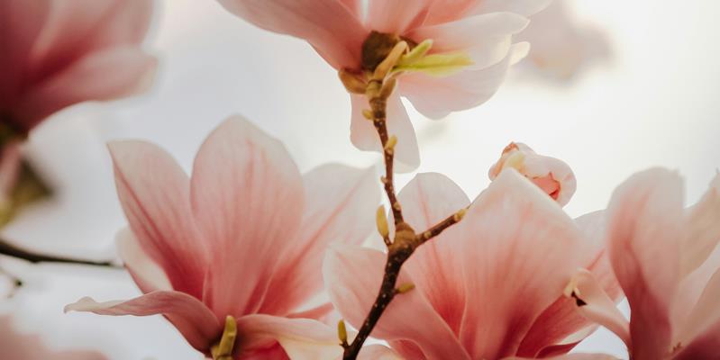 fruehling